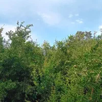 اجاره روزانه ویلا باغ مهریز
