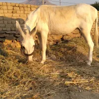 خر عالی چهار سال کاری ارام