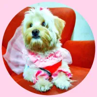 سگ مالتی پو