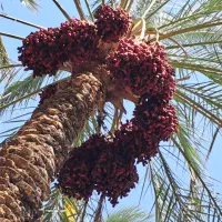 اجاره زمین کشاورزی بین چغوکی و طالقان