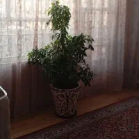 ویلایی ۱۲۵متری حاشیه وحید  ۴ طبقه مستقل|فروش خانه و ویلا|مشهد, وحید|دیوار