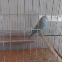 چند عدد مرغ عشق و عروس|پرنده|خمینیشهر, |دیوار