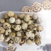 تخم بلدرچین