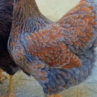 سگ ماده فحل