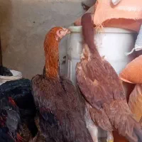 لاری اوشامو مرغ و خروس و جوجه از یک ماهه تا ۶ماهه|حیوانات مزرعه|الوند, |دیوار