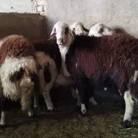 بره قوچ پلنگی|حیوانات مزرعه|ملایر, |دیوار