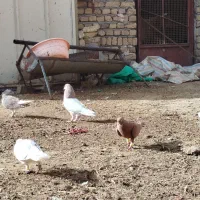 کبوتر رنگی هفرنگ|پرنده|بوئین زهرا, |دیوار