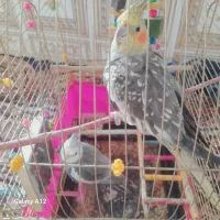 یک جفت عروس هلندی نر، ماده، نرصحبت میکنه