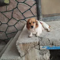 سگ پاپی نر  میکس اشپیتز و شیتزو