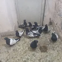 سینه سیاه سرسیاه|پرنده|کرمان, |دیوار