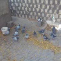 کفتر یا کبوتر پلاکی