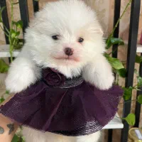 پامر خرسی ماده فنجونی تیکاپ تیکاپ|سگ|تهران, زعفرانیه|دیوار