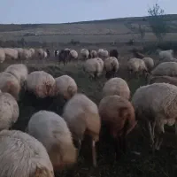 گوسفند مغانی|حیوانات مزرعه|قصابه, |دیوار