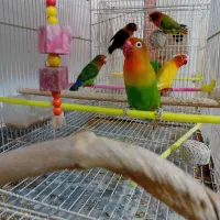 عروس هلندی|پرنده|گلبهار, شهر جدید گلبهار|دیوار