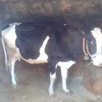 روغن  گاو