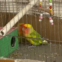 طوطی برزیلی