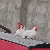 ۳عدد خروس