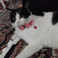 گم شده|حیوانات|رشت, حمیدیان|دیوار