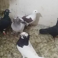 30عددکفتر بهبهانی وپلاکی همگی نر تضمینی