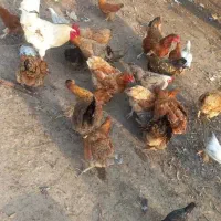 مرغ وجوجه