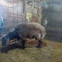 بره نر چاق جو خورده|حیوانات مزرعه|خنجین, |دیوار