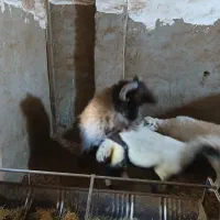 قوچ هترو|حیوانات مزرعه|یزد, |دیوار