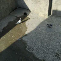 سوسکی|پرنده|پیر بکران, |دیوار