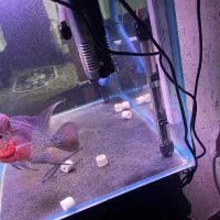 ماهی فلاور|ماهی|شیراز, غدیر جنوبی|دیوار