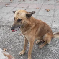 سگ مهربون واگذاری|سگ|رشت, گلسار|دیوار