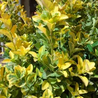 بستنی فروشی و قهوه فست فود