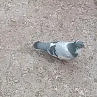 کفتر ابلق سبز امروز گمشده  جوجه داره