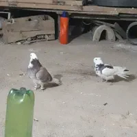 کبوتر نروماده