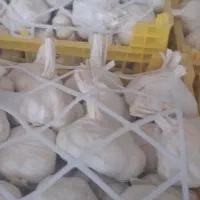 پخش سیر همدان|عمدهفروشی|تهران, کوی بیمه|دیوار