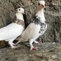 کفتر دم سفید و ساده و طوقی|پرنده|بیرجند, |دیوار