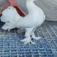 کبوتر دم چتری تزعینی