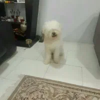 پودل و تریر