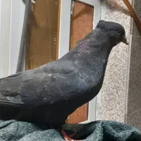 کبوتر زندگی دم سیاه دوم سبز