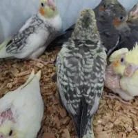 جوجه عروس هلندی|پرنده|دامغان, |دیوار