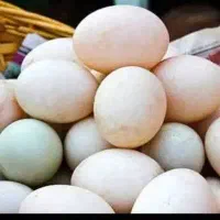 تخم اردکی ۲۰ عدد