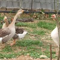 غاز|حیوانات مزرعه|یاسوج, |دیوار