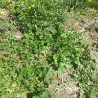 سلام .فروش پسته ا