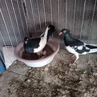 نروماده یهودی کلاهی