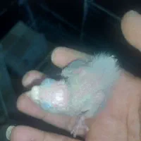 عروس هلندی خوب امتحان خودشون پس دادن نمره ۲۰گرفتن