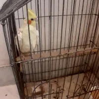 عروس هلندی