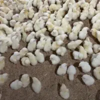 جوجه گوشتی راس کاپ ارین|حیوانات مزرعه|شیراز, شهرک مهدیآباد|دیوار