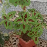 گل های تزئینی برای خانه|گل و گیاه طبیعی|سقز, |دیوار