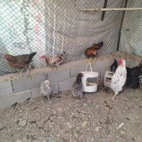 مرغ و خروس|حیوانات مزرعه|رباط‌کریم, رباط‌کریم|دیوار