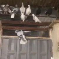 فروش15 کبوتر