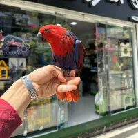 عروس هلندی طوطی ملنگو شاه طوطی قفس و لوازم پرنده|پرنده|ملایر, |دیوار