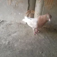 کفتر رنگه|پرنده|مشهد, خرمشهر|دیوار
